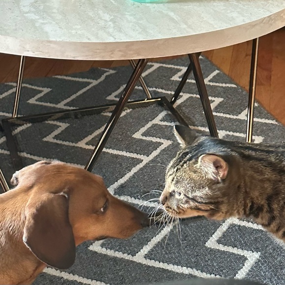 Meet your Posher, Rosemary - Picture 3 of 3